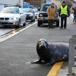 Тюлень каждый день выходит на сушу, чтобы посетить любимый ресторан с морепродуктами