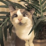 15 котов с изюминкой, которые доказывают, что любить нужно не за внешность