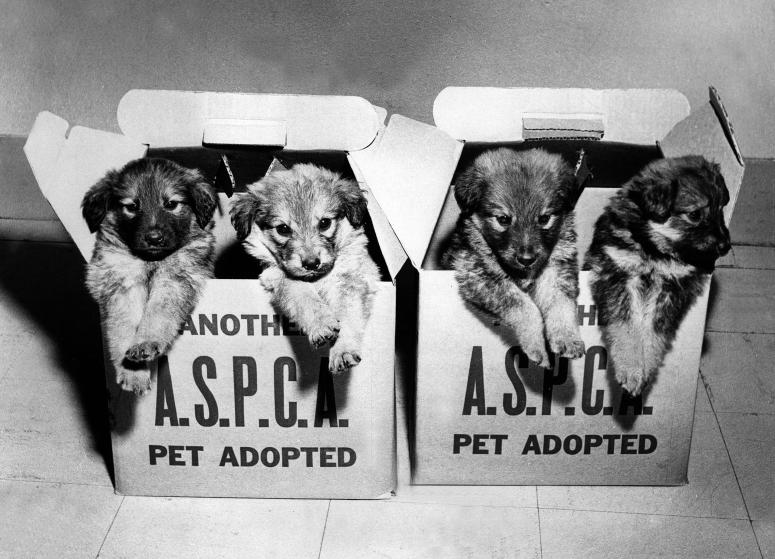 Милейшие винтажные снимки животных из архива Общества защиты животных