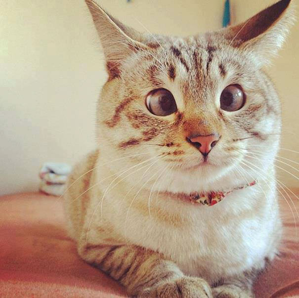 15 котов с изюминкой, которые доказывают, что любить нужно не за внешность