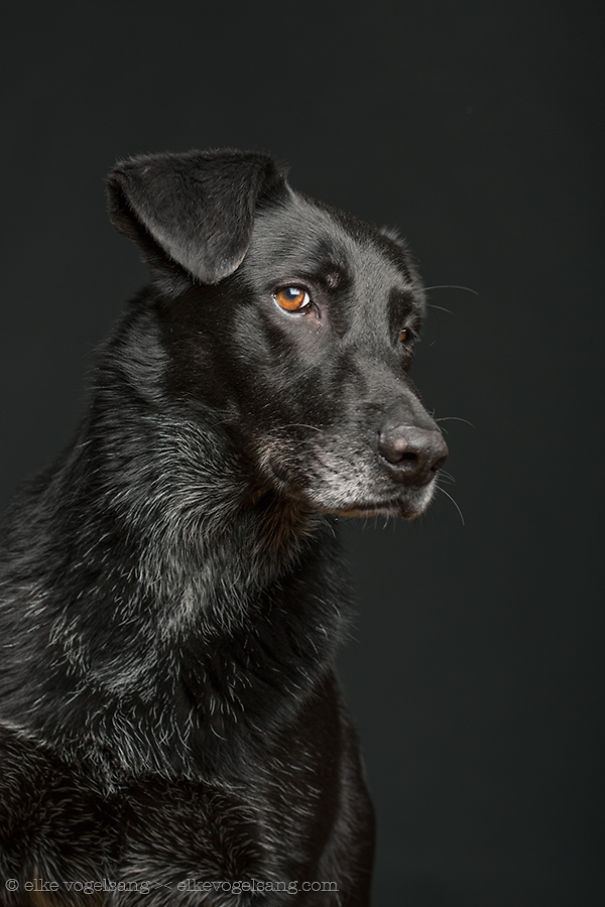 Портреты собак, смотрящих на фотографа со скепсисом 