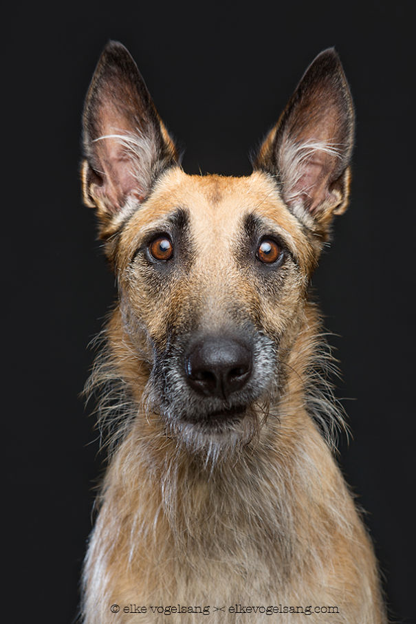 Портреты собак, смотрящих на фотографа со скепсисом