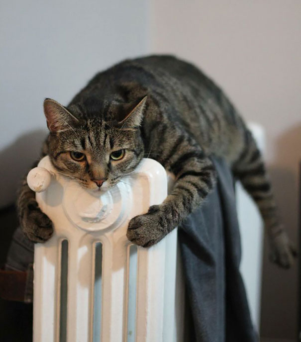 17 кошек, которые любят тепло больше всего на свете