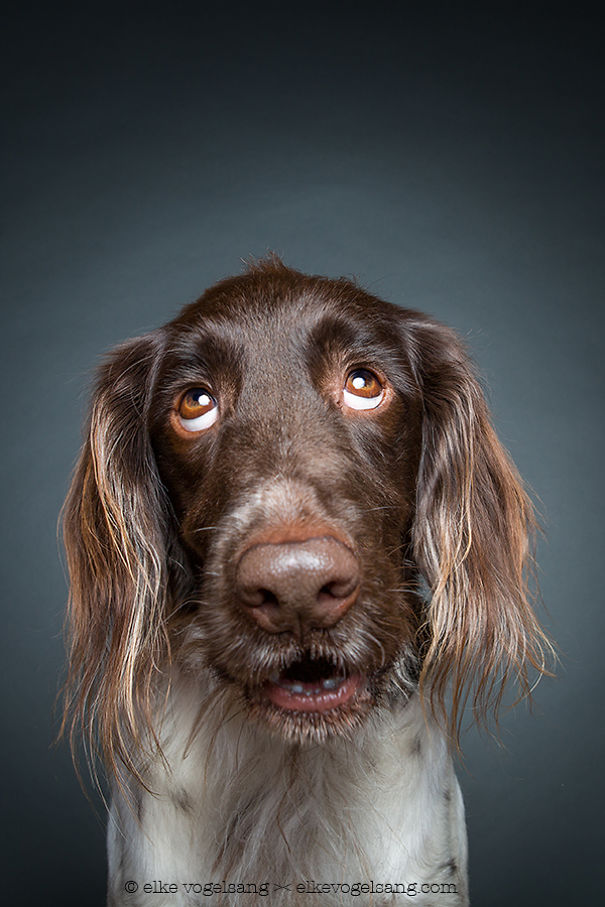 Портреты собак, смотрящих на фотографа со скепсисом
