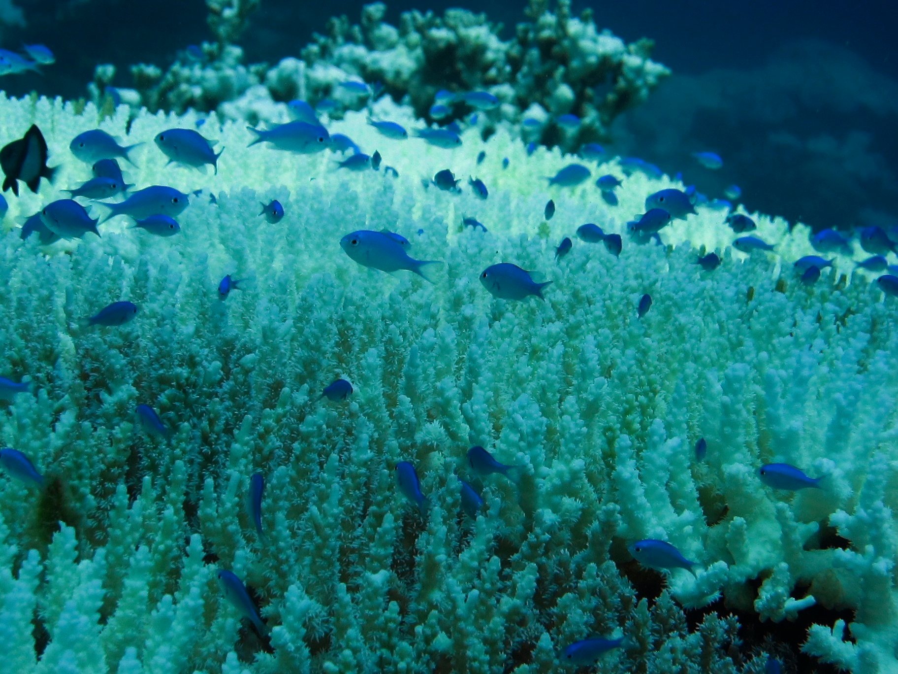 Отмершие кораллы