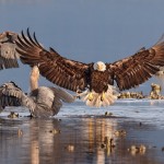 Победители орнитологического фотоконкурса Audubon Photography Awards 2016