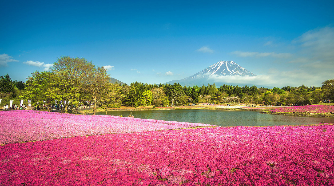Флоксы у подножия Фудзиямы: розовый рай Японии