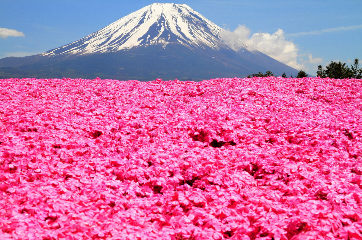 Флоксы у подножия Фудзиямы: розовый рай Японии