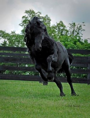 Найден "самый красивый в мире" конь
