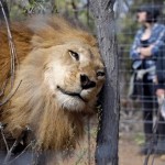 У измученных цирковых львов из Колумбии и Перу началась новая счастливая жизнь в ЮАР