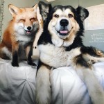 Пёс и лиса: умилительная парочка, покорившая сердца пользователей Instagram