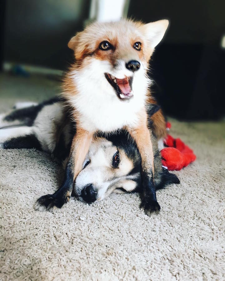 Собака и лиса