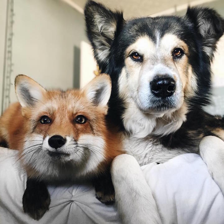 Собака и лиса