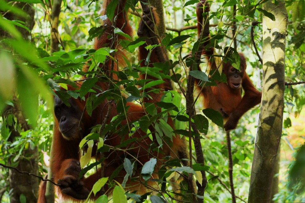 Суматранские орангутаны