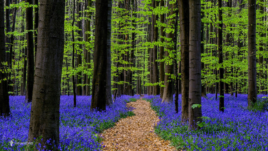 Лесные пейзажи голландского фотографа Ларса ван де Гура 
