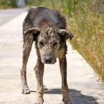 Удивительное преображение: как греческие ветеринары выходили больную бездомную собаку