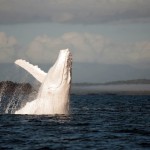Редчайшие фотографии горбатого кита-альбиноса
