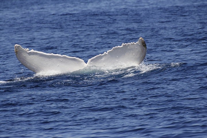 Горбатый кит-альбинос