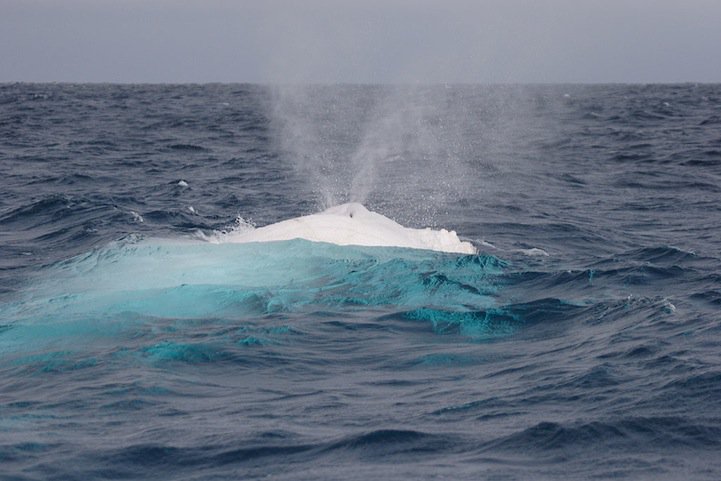 Горбатый кит-альбинос