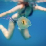 Вот так субмарина: рыба «за штурвалом» внутри медузы бороздит океан