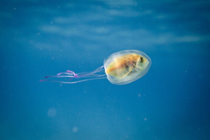 Рыба в медузе