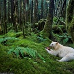 Жизнь медведей, подсмотренная фотографом в лесах Канады и в Арктике