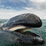 Киты и дельфины на удивительных снимках фотографа, наблюдавшего за морскими животными более 25 лет