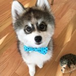 Восходящая звезда Instagram: милейший щенок помски по кличке Норман