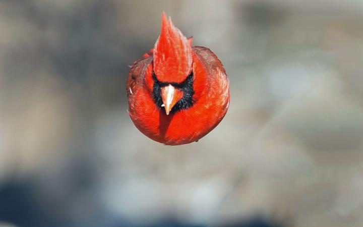 Красный кардинал 