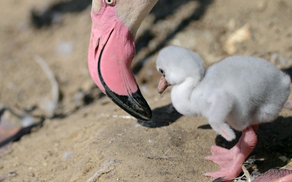 Фламинго со своим птенцом