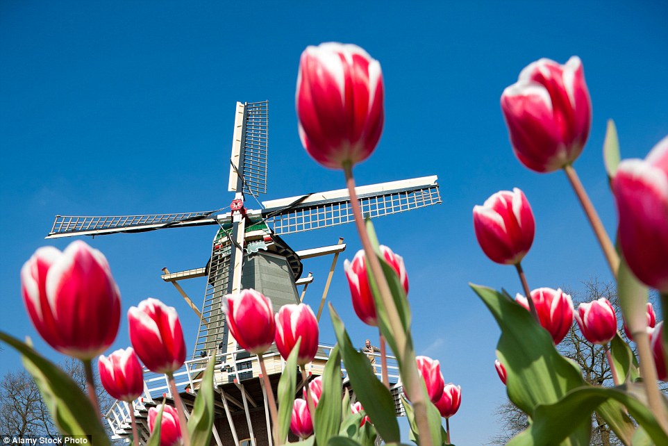 Парк цветов Кёкенхоф  в Нидерландах