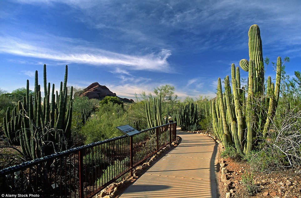 Ботанический сад в пустыне в штате Аризона