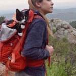 Кошки, которые любят путешествовать вместе со своими хозяевами не меньше собак