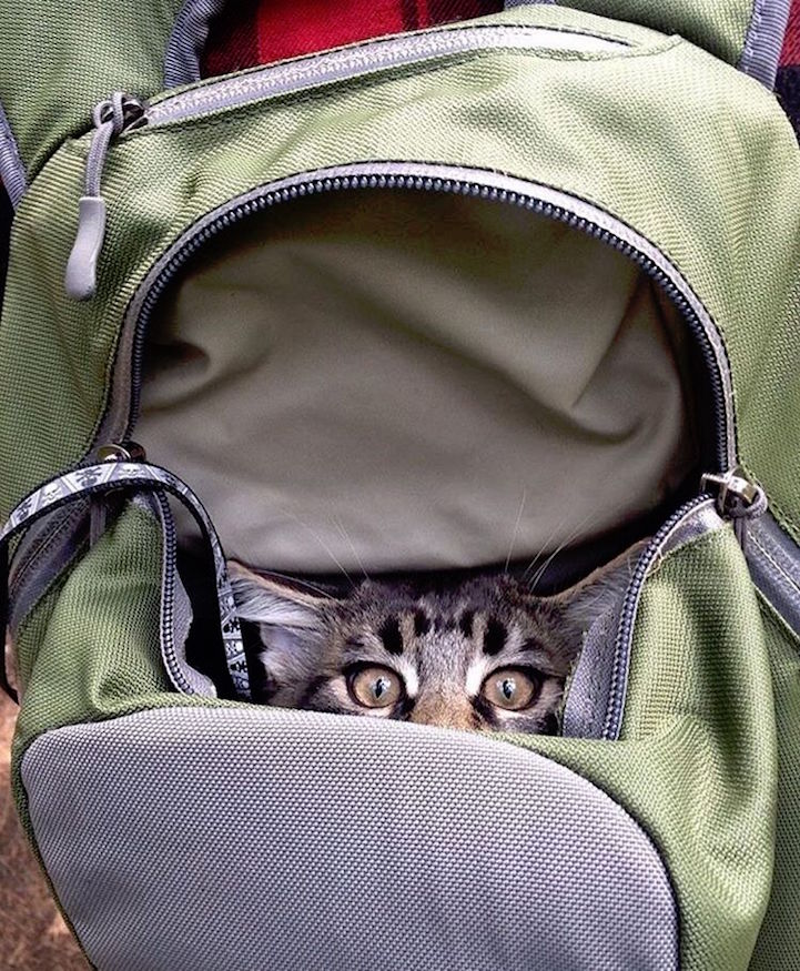 Кошки-путешественницы
