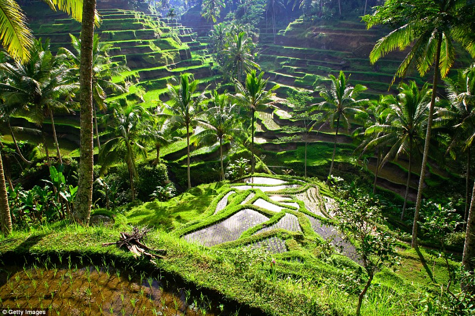Рисовые террасы в регионе Убуд на Бали