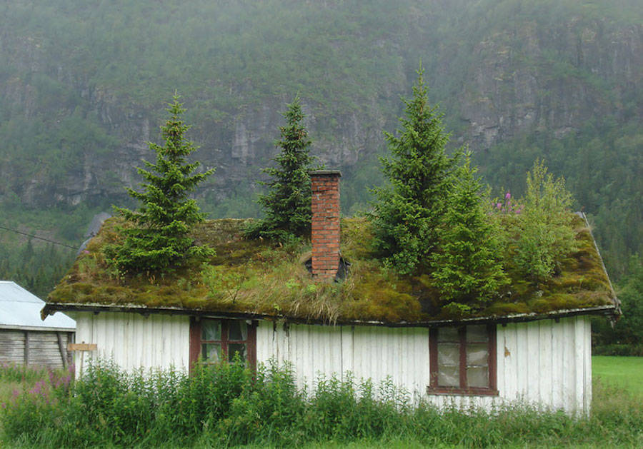 Зелёная крыша
