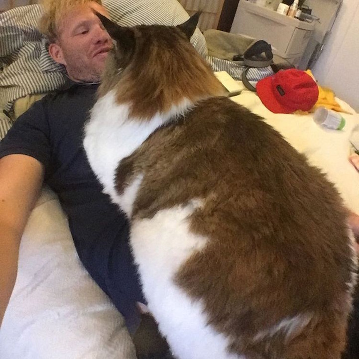 Огромный кот