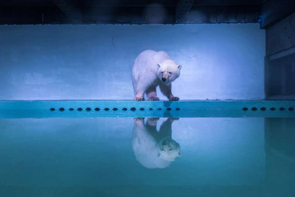 Белый медведь в аквариуме