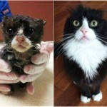 Твори добро:  кошки до и после того, как их подобрали с улицы