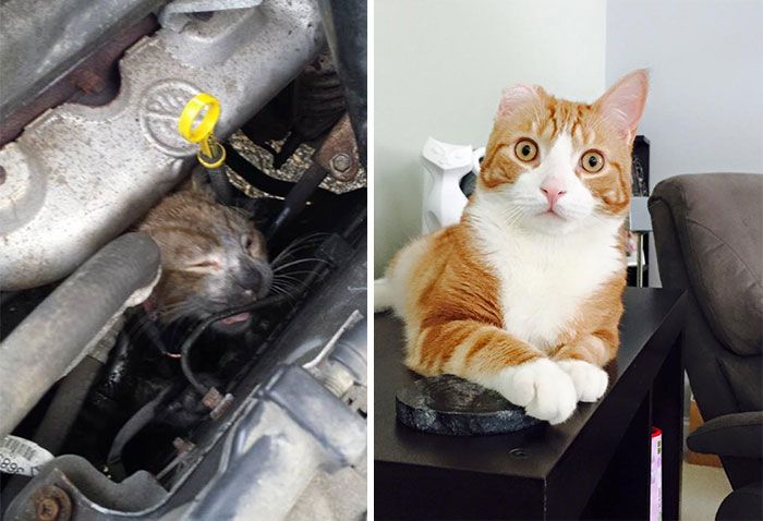 Твори добро: кошки до и после того, как их подобрали с улицы