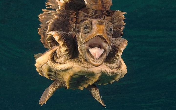 Головастая морская черепаха