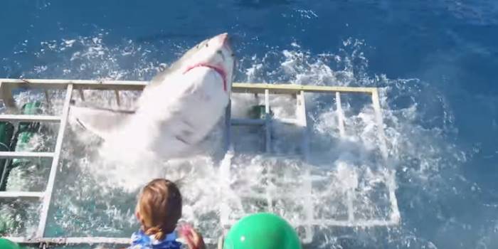 Большая белая акула ворвалась в клетку с водолазом