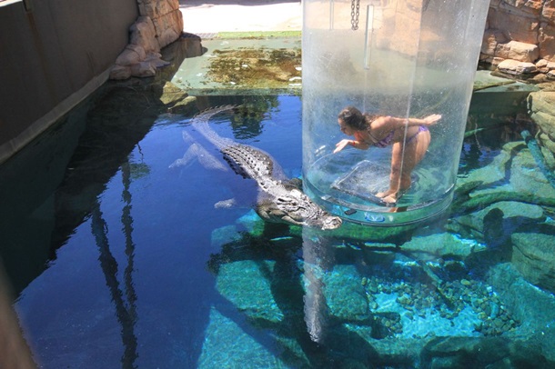 В Австралии предлагают поплавать с гигантским крокодилом
