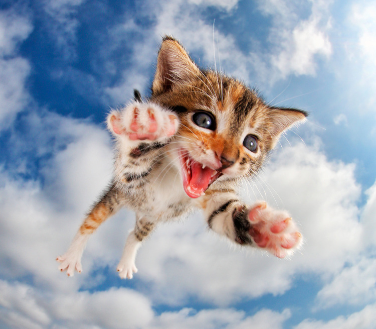 Котята в прыжке