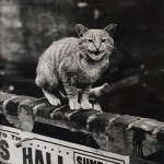 Тайная жизнь кошек на улицах послевоенного Лондона