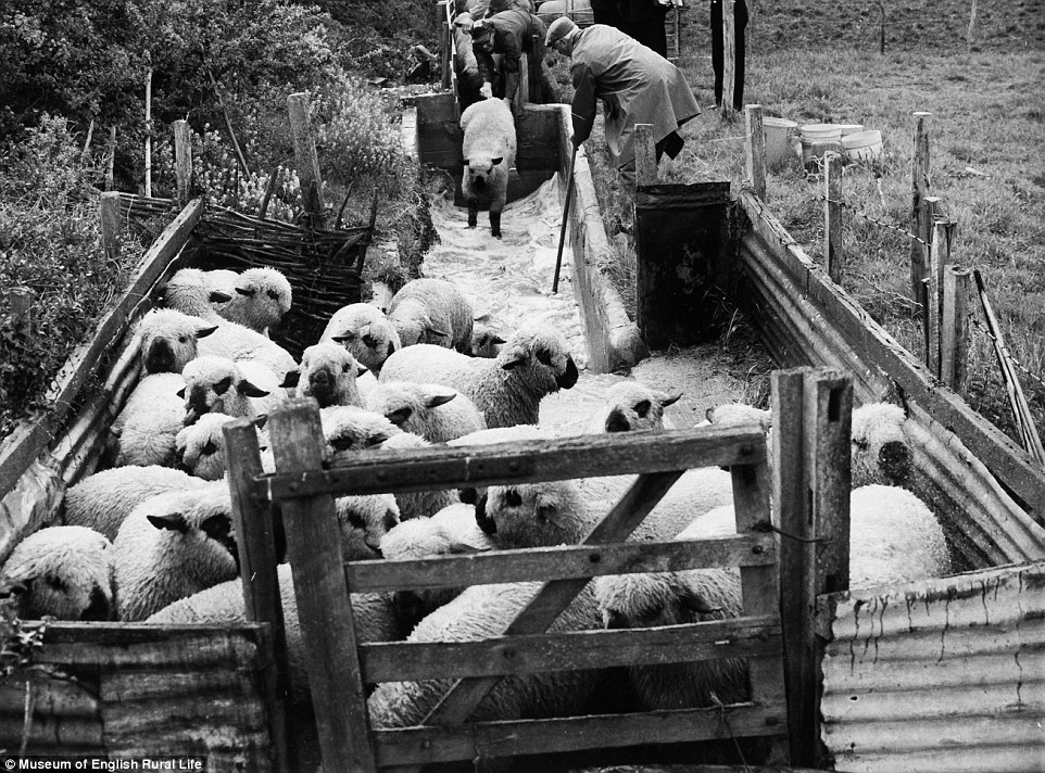 Купание овец 