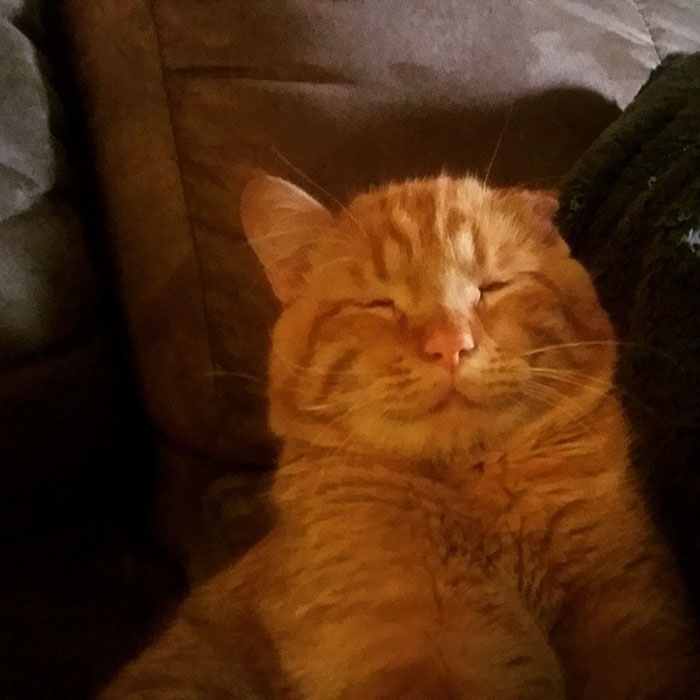 Бенбен — самый грустный кот в интернете, который обрёл дом и сразу же преобразился
