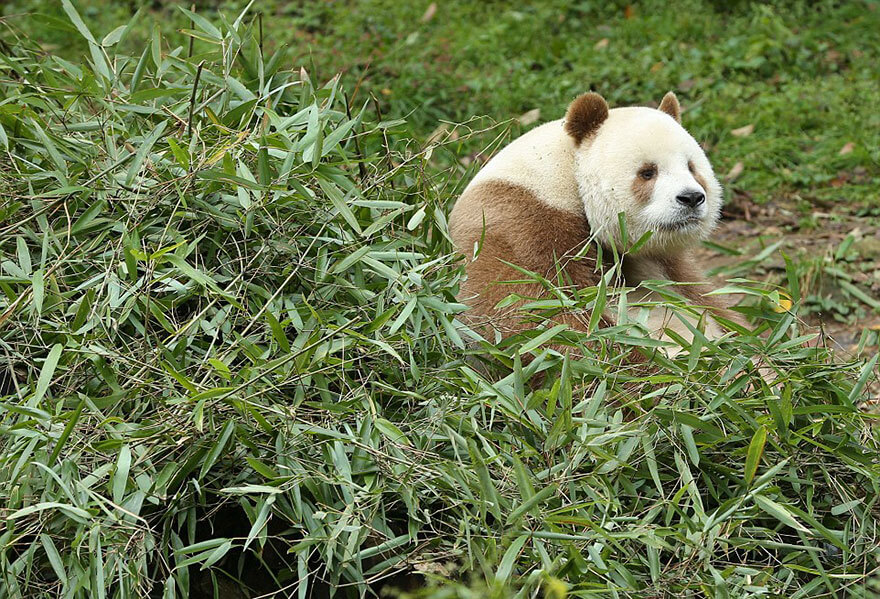 Коричневая панда