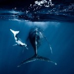 Редкие кадры: новорожденные киты в водах Тихого океана