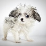 Фотограф создаёт выразительные портреты бездомных собак, чтобы помочь им обрести хозяев